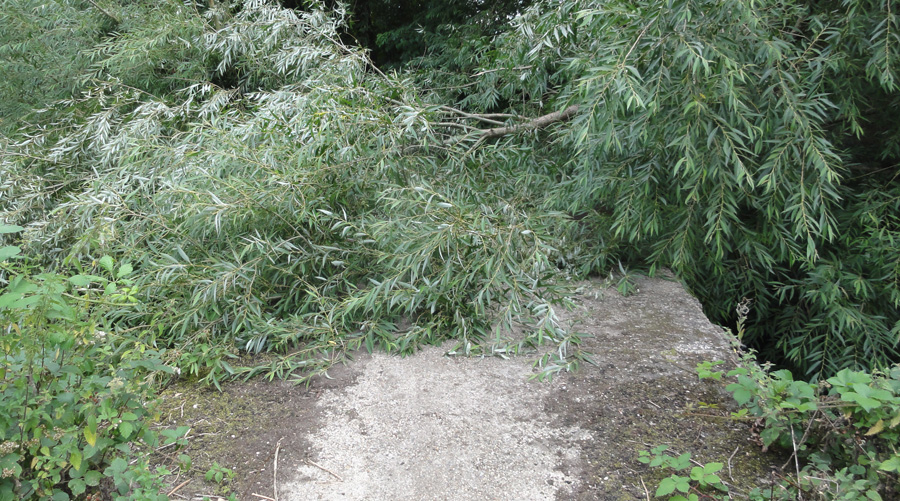 Colne Brook Tree Fall