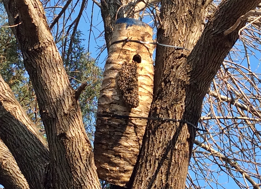 Bee's Hive in Nest Bee's Hive in Nest