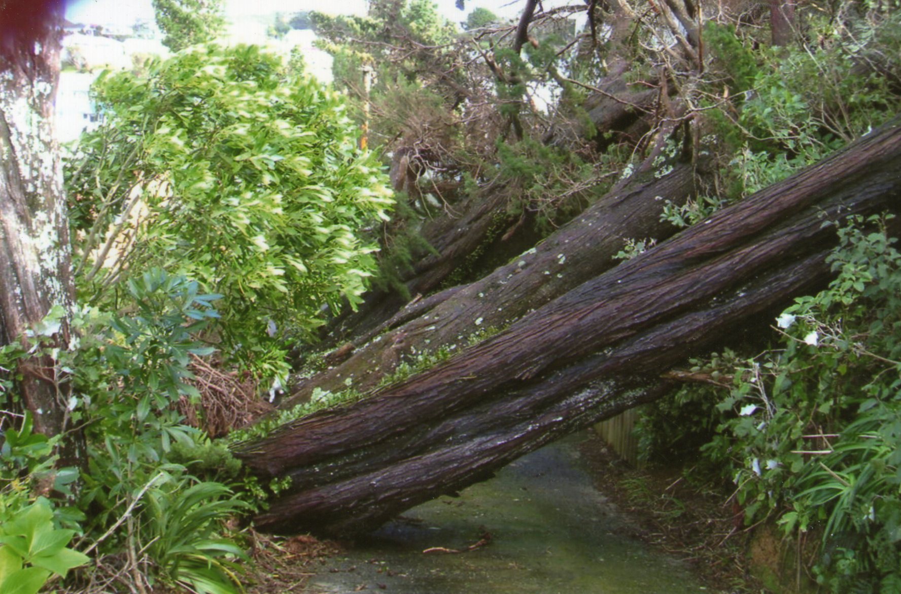 One of the trees blocking driveway access for us and our neighbour.