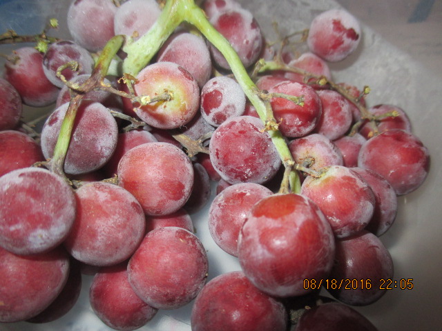 Frozen red grapes. © Marsha Musselman 2016