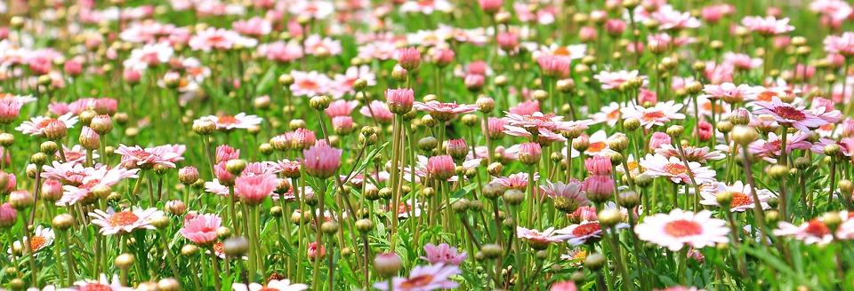 https://pixabay.com/en/flower-meadow-wildflowers-meadow-1510602/