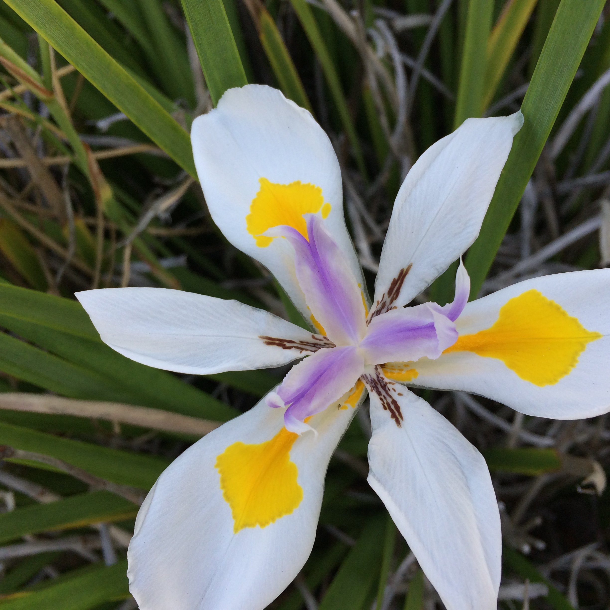Local Flower