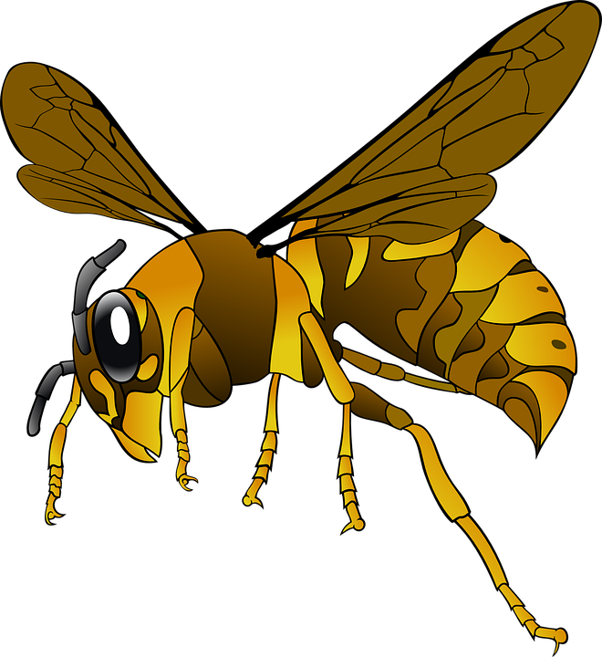Wasp