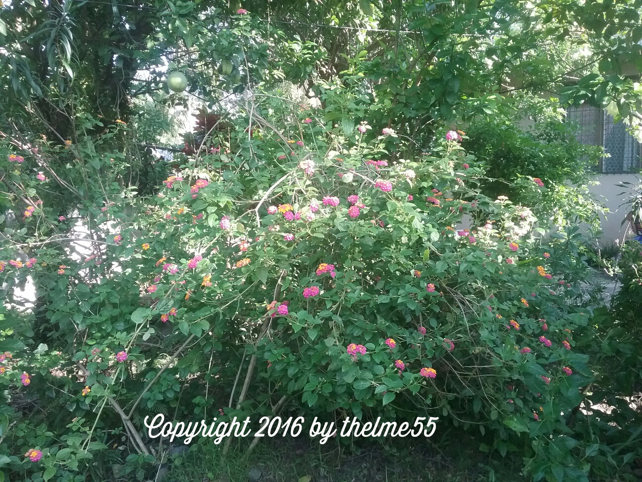 Lantana Camara by thelme55