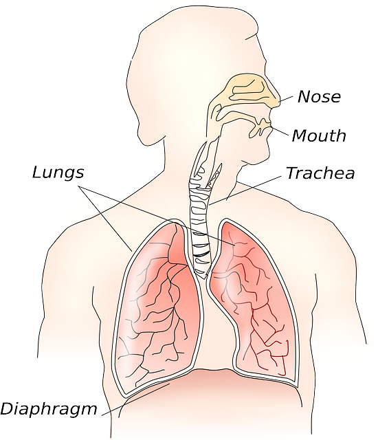 https://pixabay.com/en/anatomy-body-lungs-biology-science-117148/