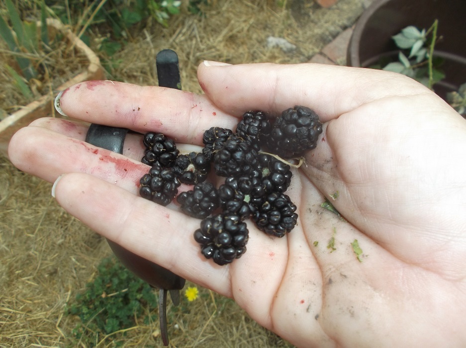 Handful of blackberries that I picked this morning 8-22-16 Handful of blackberries that I picked this morning 8-22-16