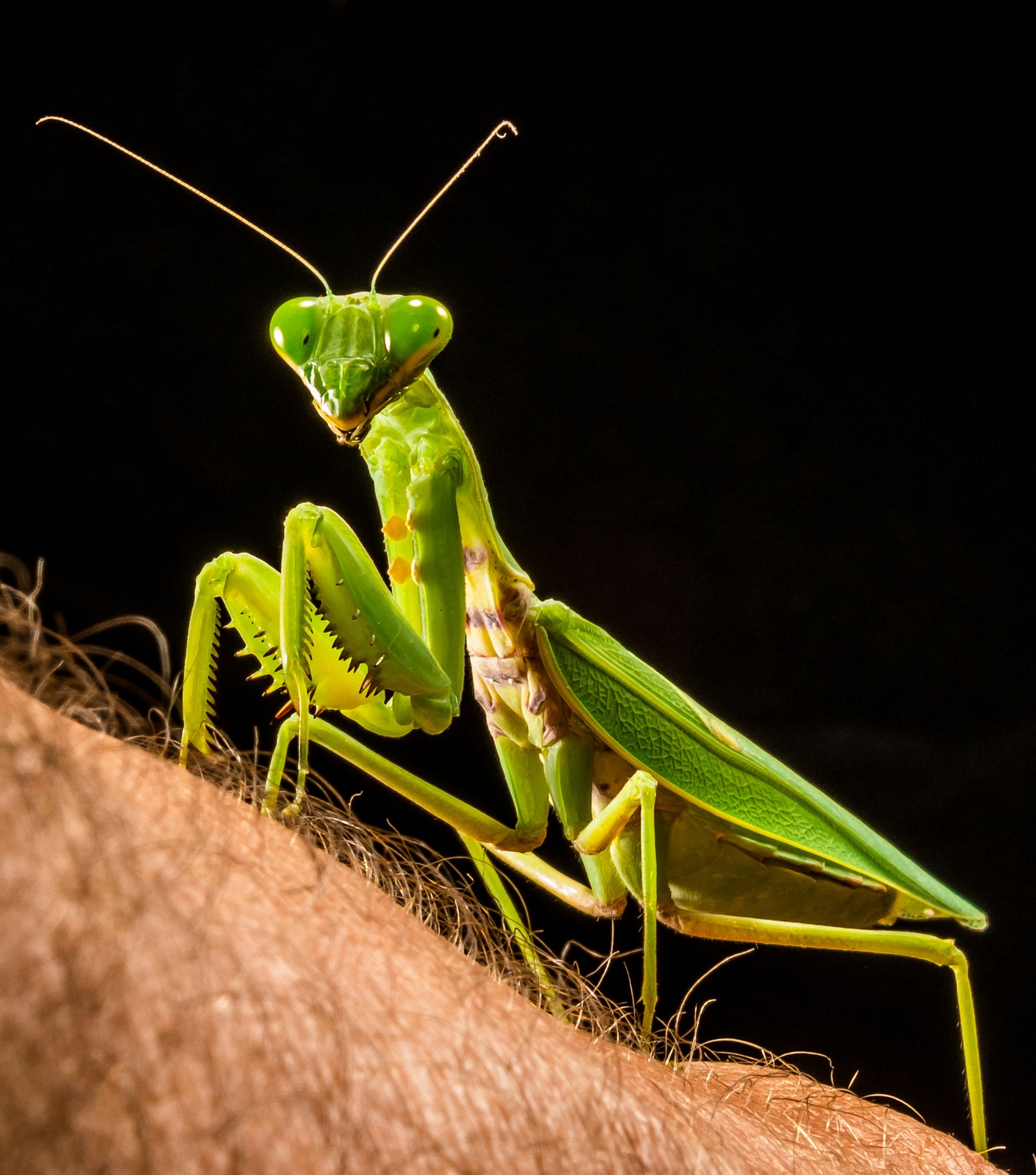 Pixabay image, praying mantis