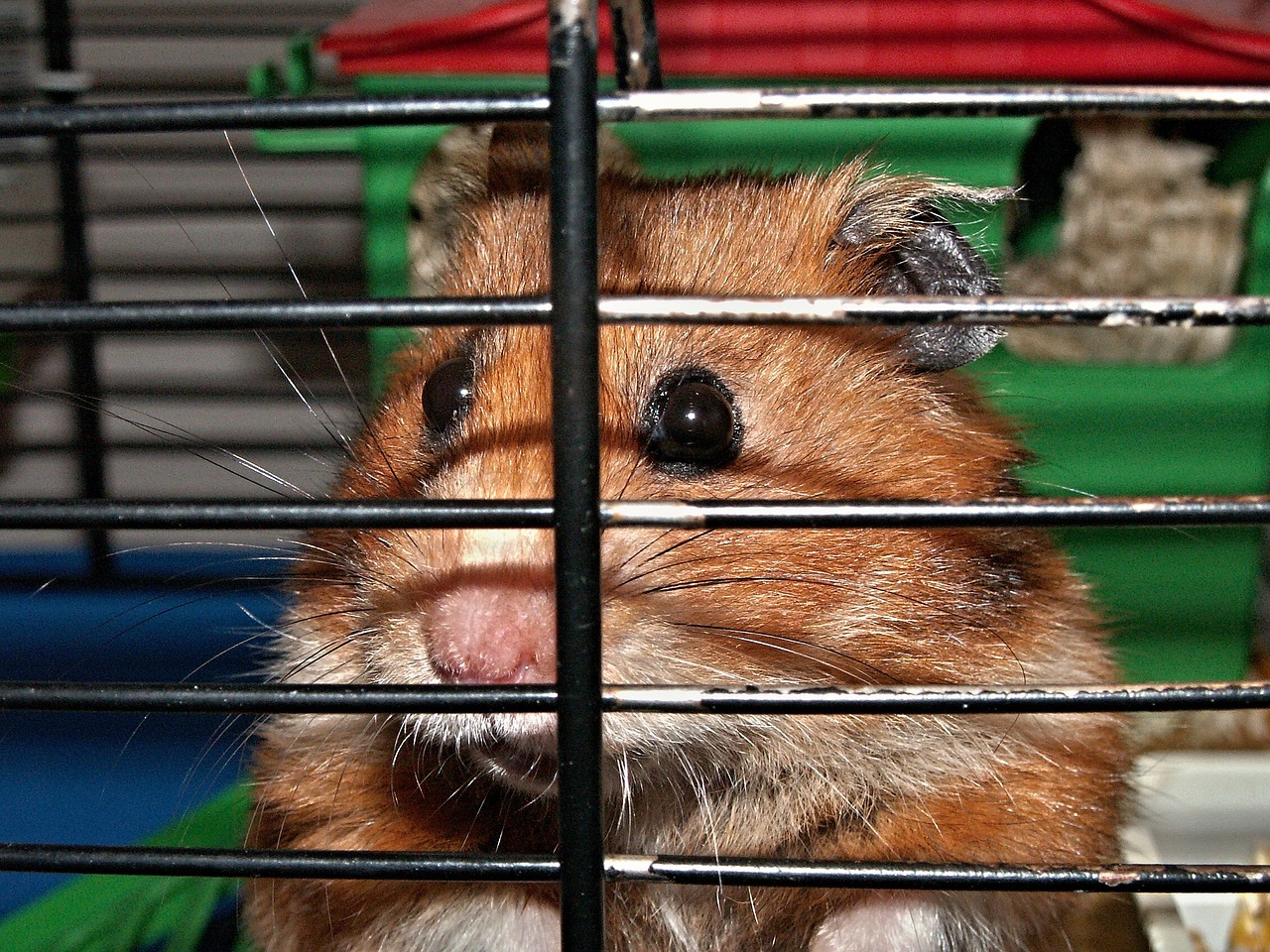 Hamster - Pixabay Hamster - Pixabay