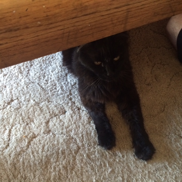 Gremlin under the coffee table