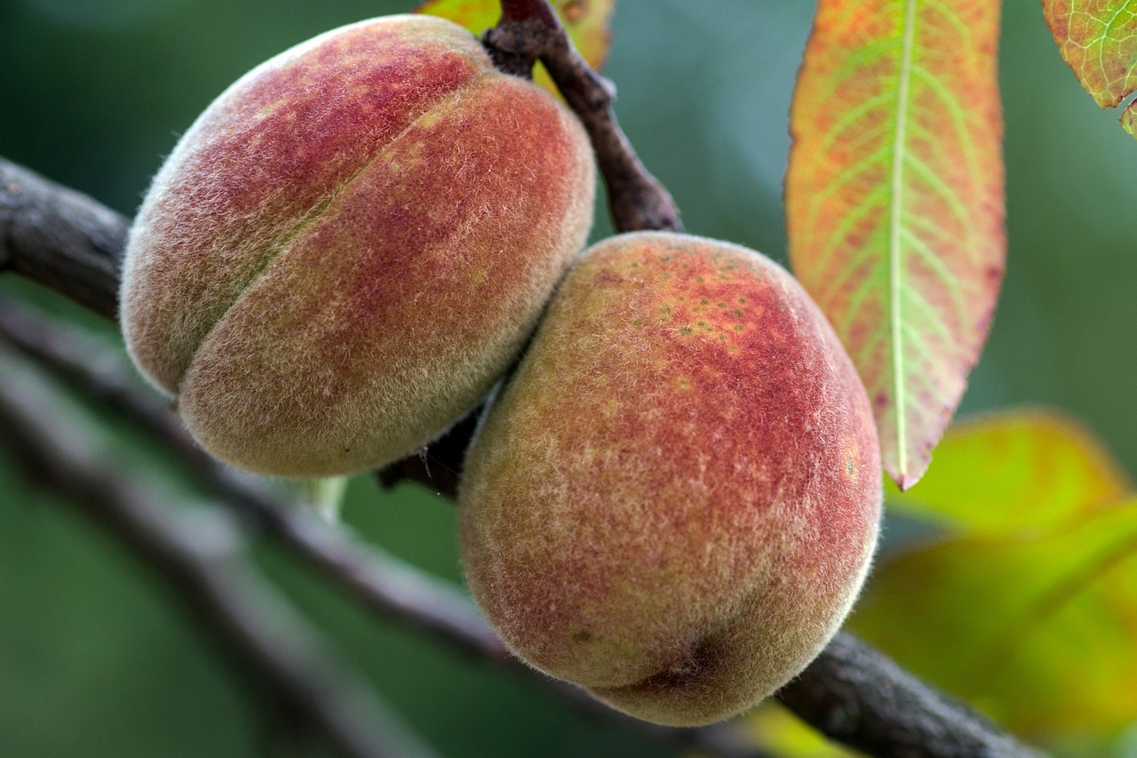 https://pixabay.com/en/peaches-tree-native-peach-orchard-928964/