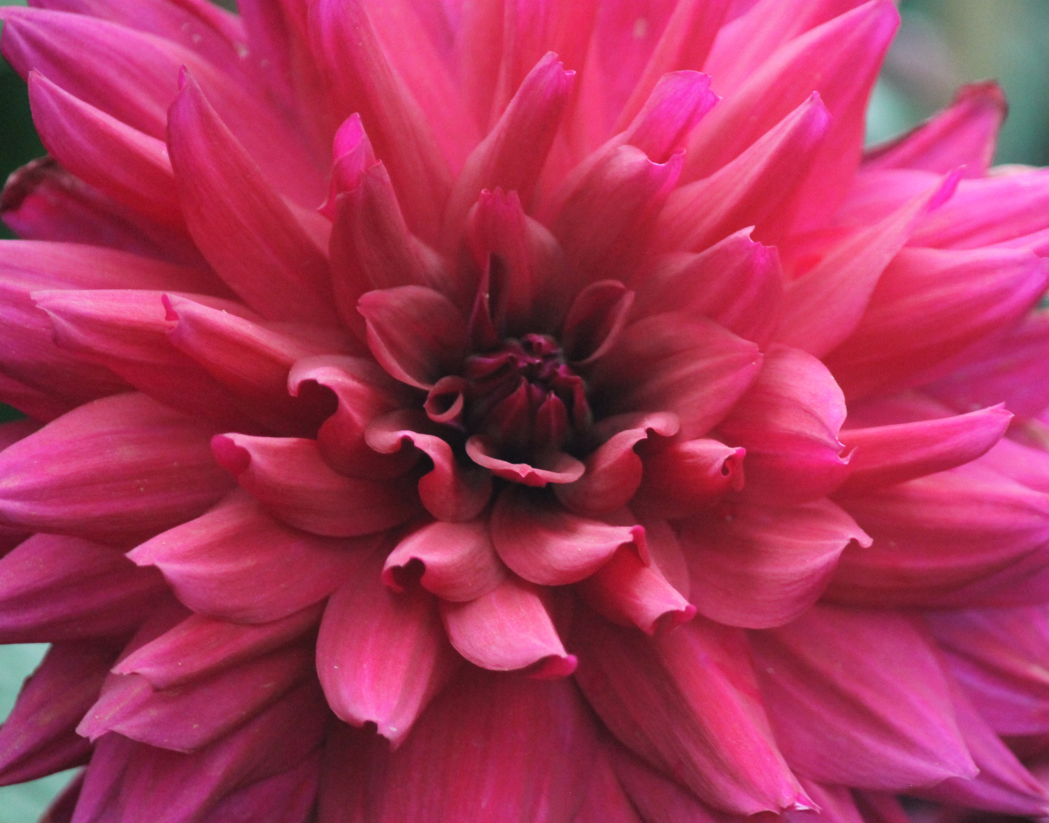 dinner plate dahlias, sofspics dinner plate dahlias, sofspics