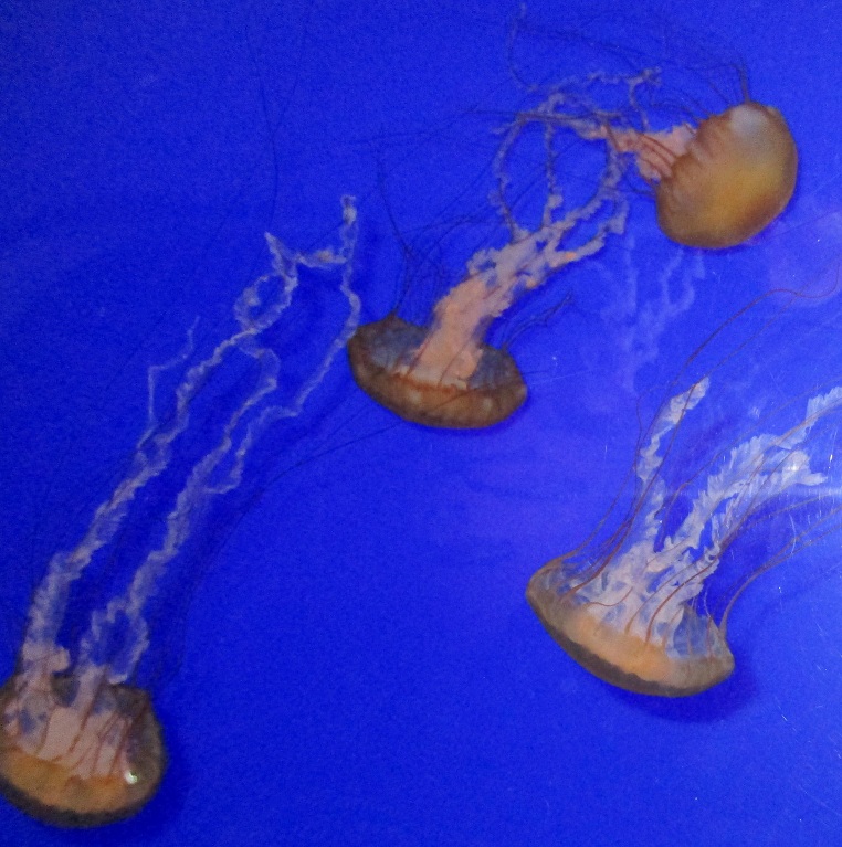 jellies at the Aquarium