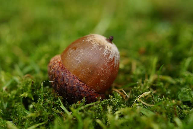 Pixabay image, acorn