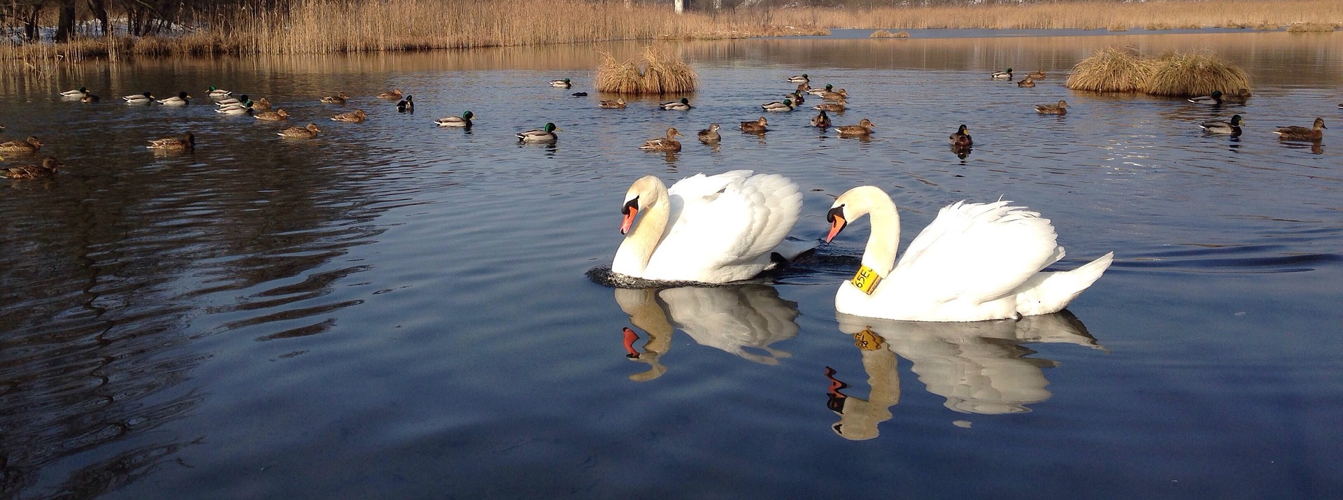 Swans - Pixabay Swans - Pixabay