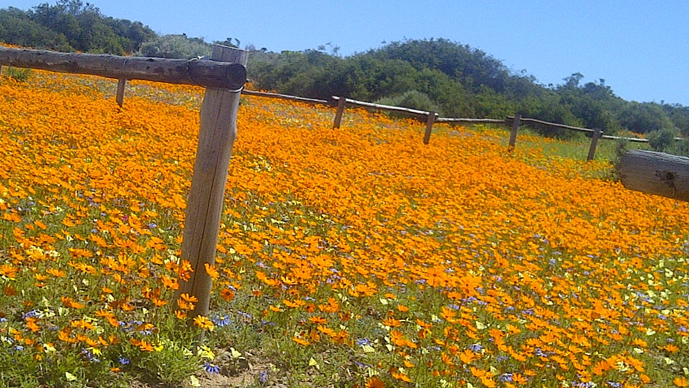 Summer flowers 