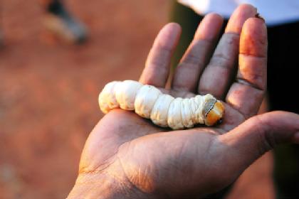 Witchetty Grub on a human hand. Picture is from Wikimedia. It is in the Public Domain and needs have no credit listed for the original author. 