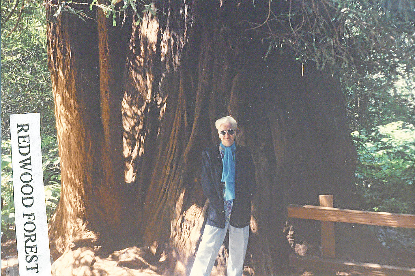 A picture of me in the Redwood Forest A picture of me in the Redwood Forest