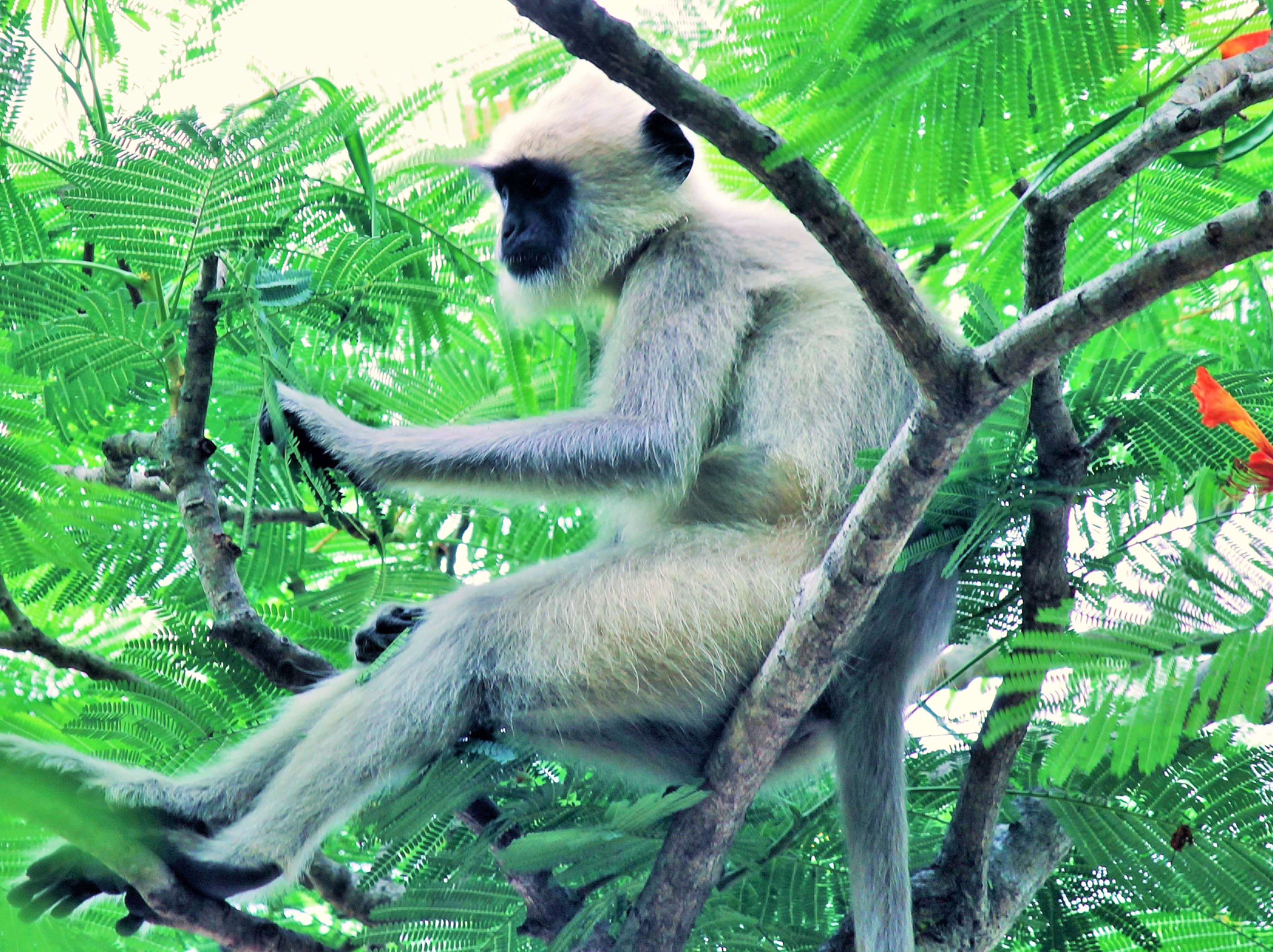 Langur with an attitude,sofspics Langur with an attitude,sofspics