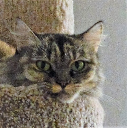 Boobear is keeping a close eye on me these days. Boobear is keeping a close eye on me these days.