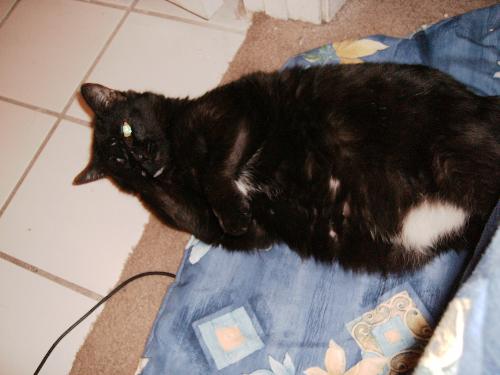 cleo - my cat