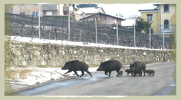 Wild boars crossing our road. Photo taken by LadyDuck last winter.