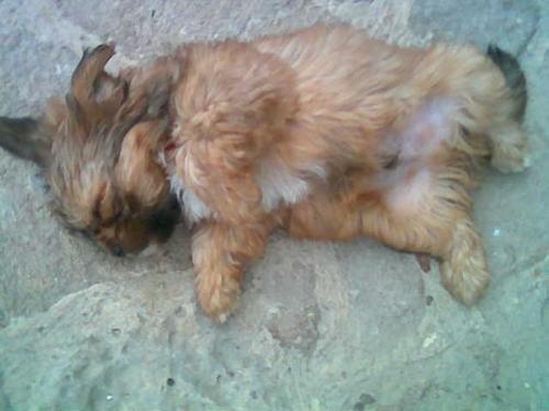 Pallino, a sweety dog - we met pallino in sicily last summer