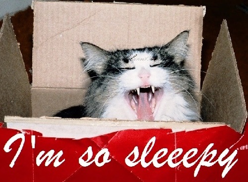 This lil cutie was Hotshot, he loved boxes This lil cutie was Hotshot, he loved boxes