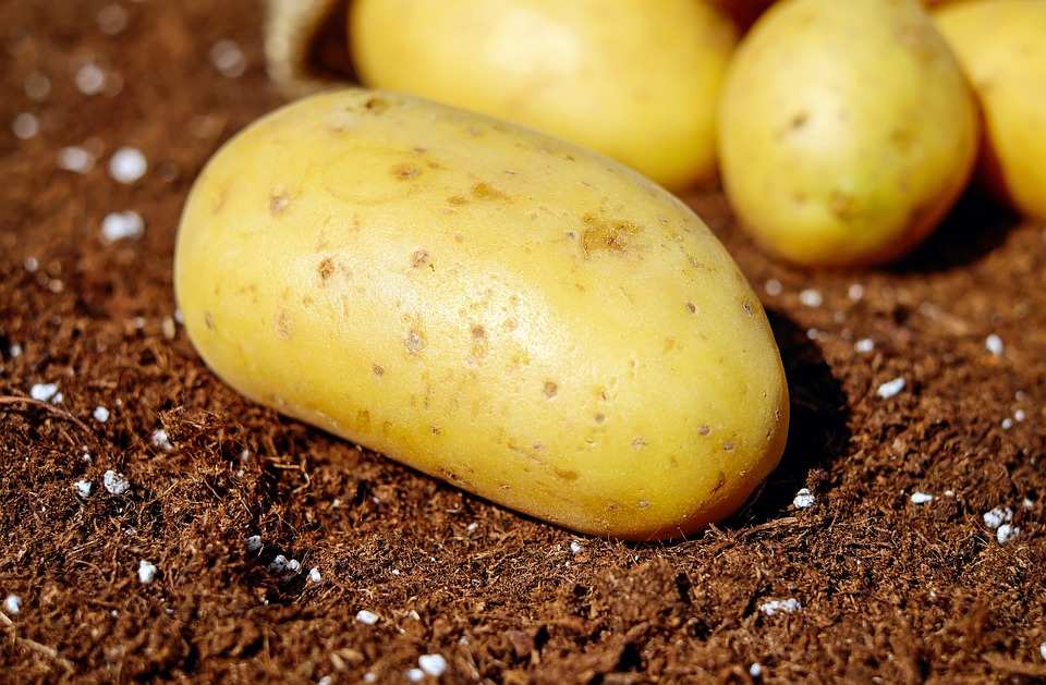 https://pixabay.com/en/potatoes-vegetables-erdfrucht-bio-1585057/ https://pixabay.com/en/potatoes-vegetables-erdfrucht-bio-1585057/