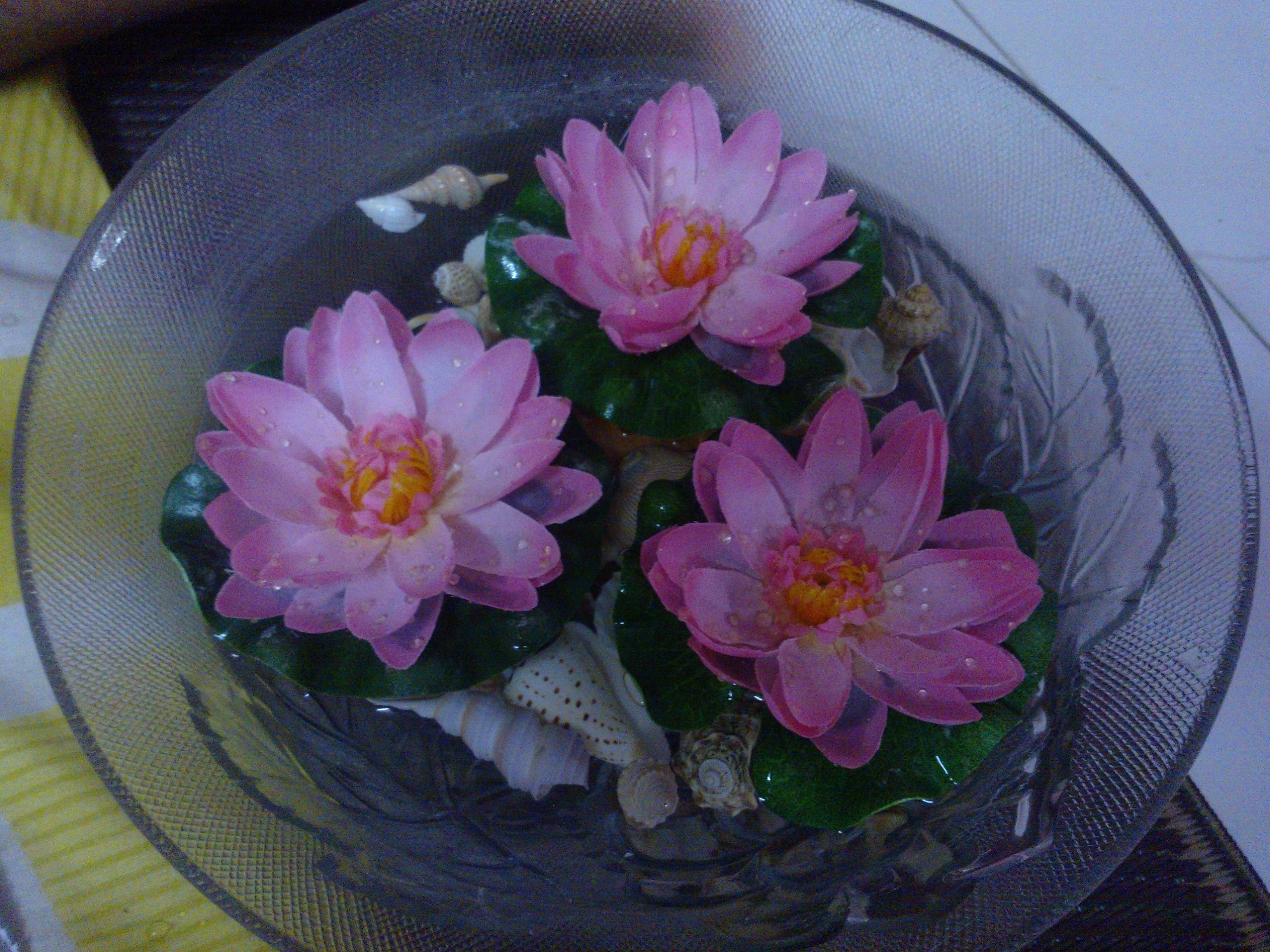 lotus and shell
