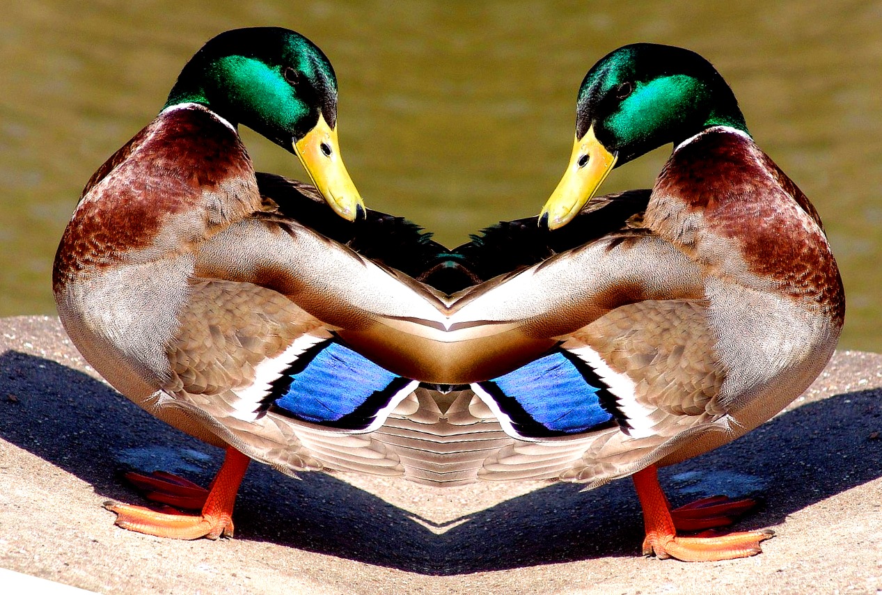 Image source: Original photo from Pixabay dot com, Edit by Gus Kilthau Image source: Original photo from Pixabay dot com, Edit by Gus Kilthau