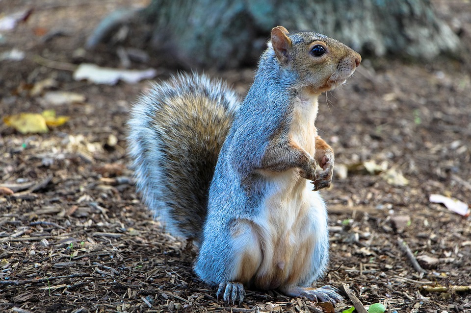 https://pixabay.com/en/squirrel-common-squirrel-eating-1407699/ https://pixabay.com/en/squirrel-common-squirrel-eating-1407699/