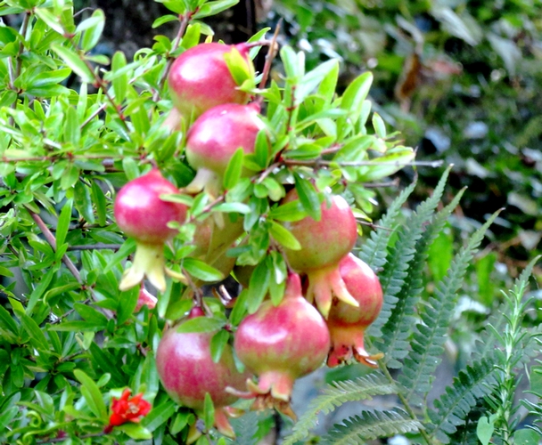 My pomegranates Tree