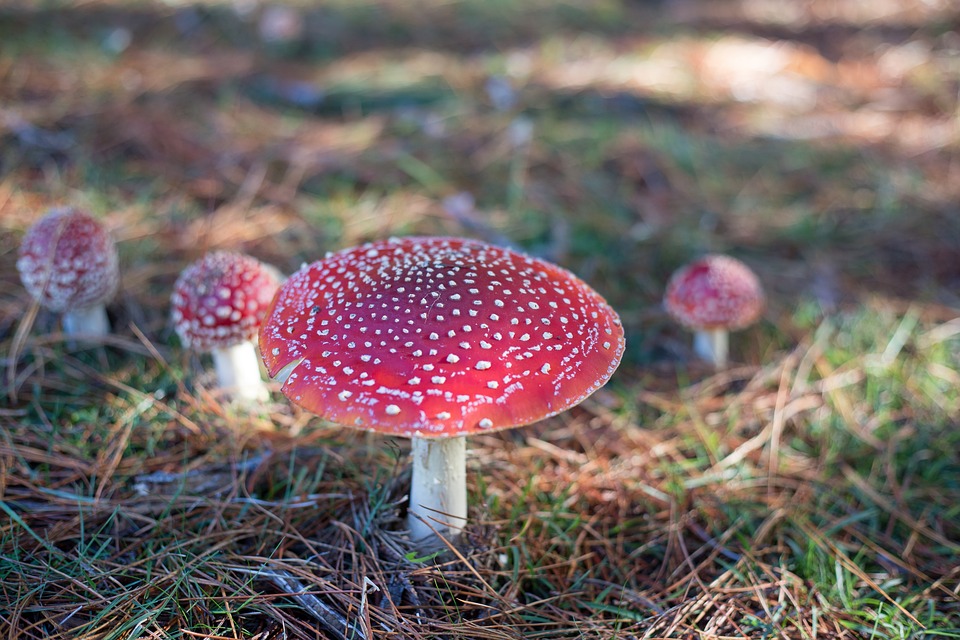 https://pixabay.com/en/toadstool-fantasy-mushroom-fairy-1566220/ https://pixabay.com/en/toadstool-fantasy-mushroom-fairy-1566220/