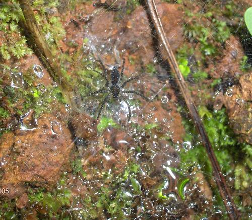 dropsonspiderweb - dropsonspiderweb
