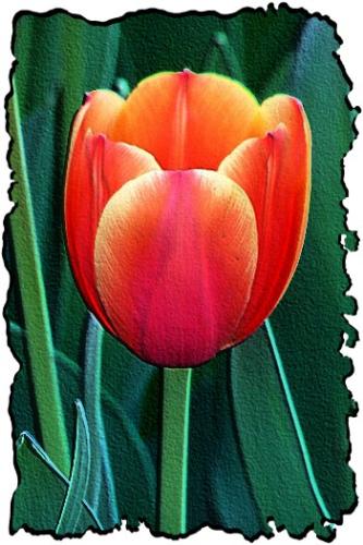 tulip - do you tulip??