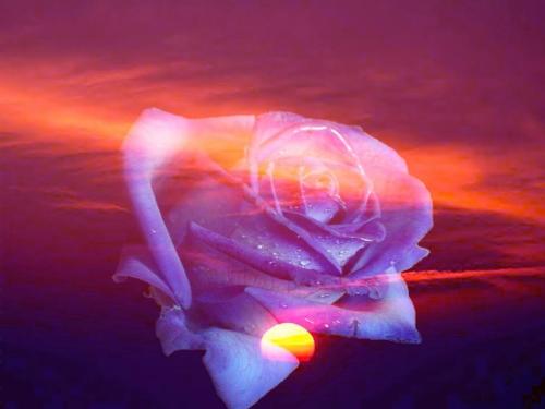 rose - wonderful
