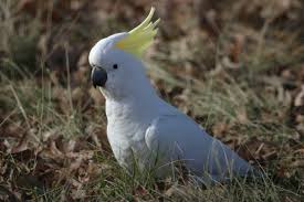 -credits to photo owner #cockatoo