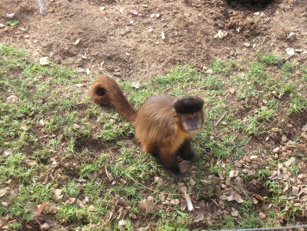 this monkey from a Haifa zoo in Israel