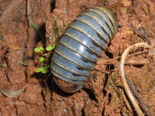 grossbug - grossbug