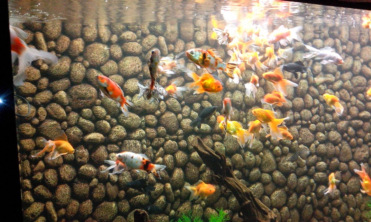 fishes fishes