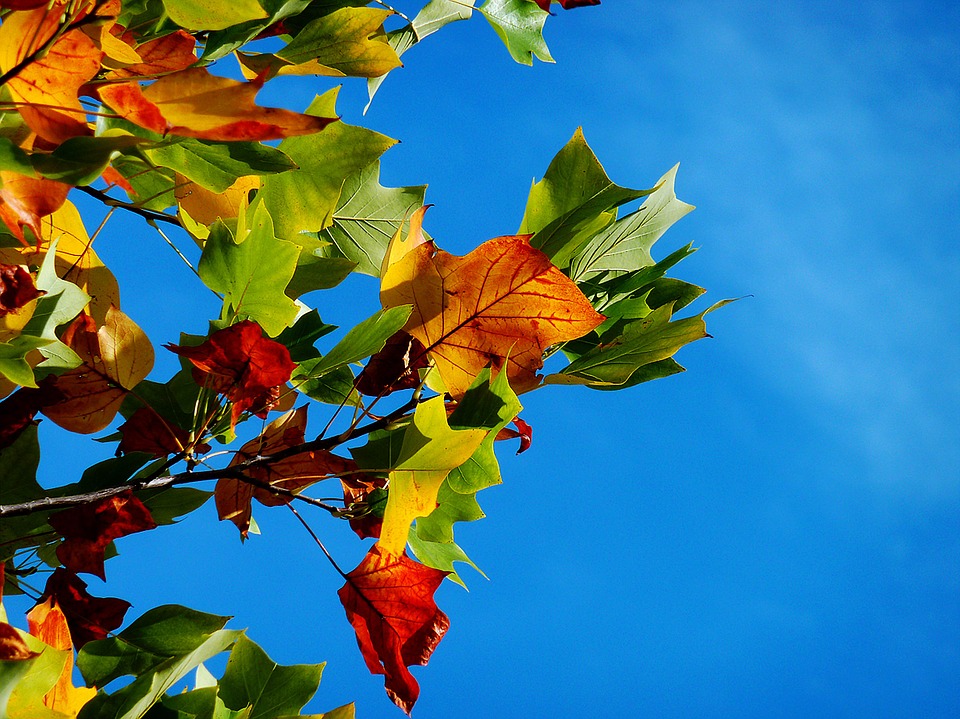 https://pixabay.com/en/autumn-fall-leaves-leaves-974882/ https://pixabay.com/en/autumn-fall-leaves-leaves-974882/