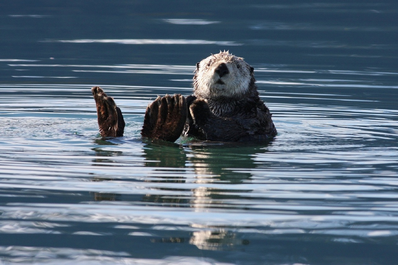 A Real Mill Otter - Pixabay dot com image