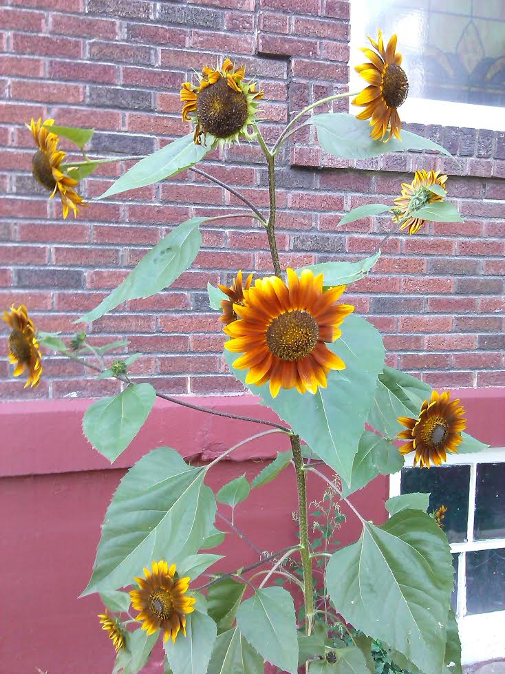 Beautiful flower I saw the other day Beautiful flower I saw the other day