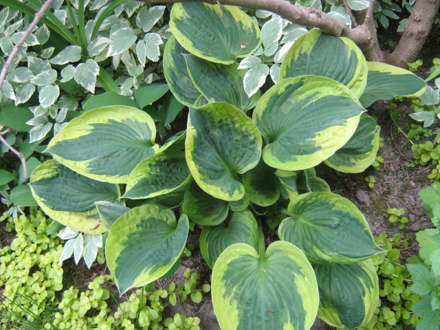 my hosta,