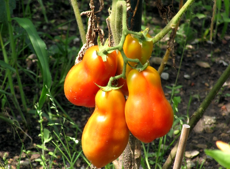 My San Marzano tomatoes