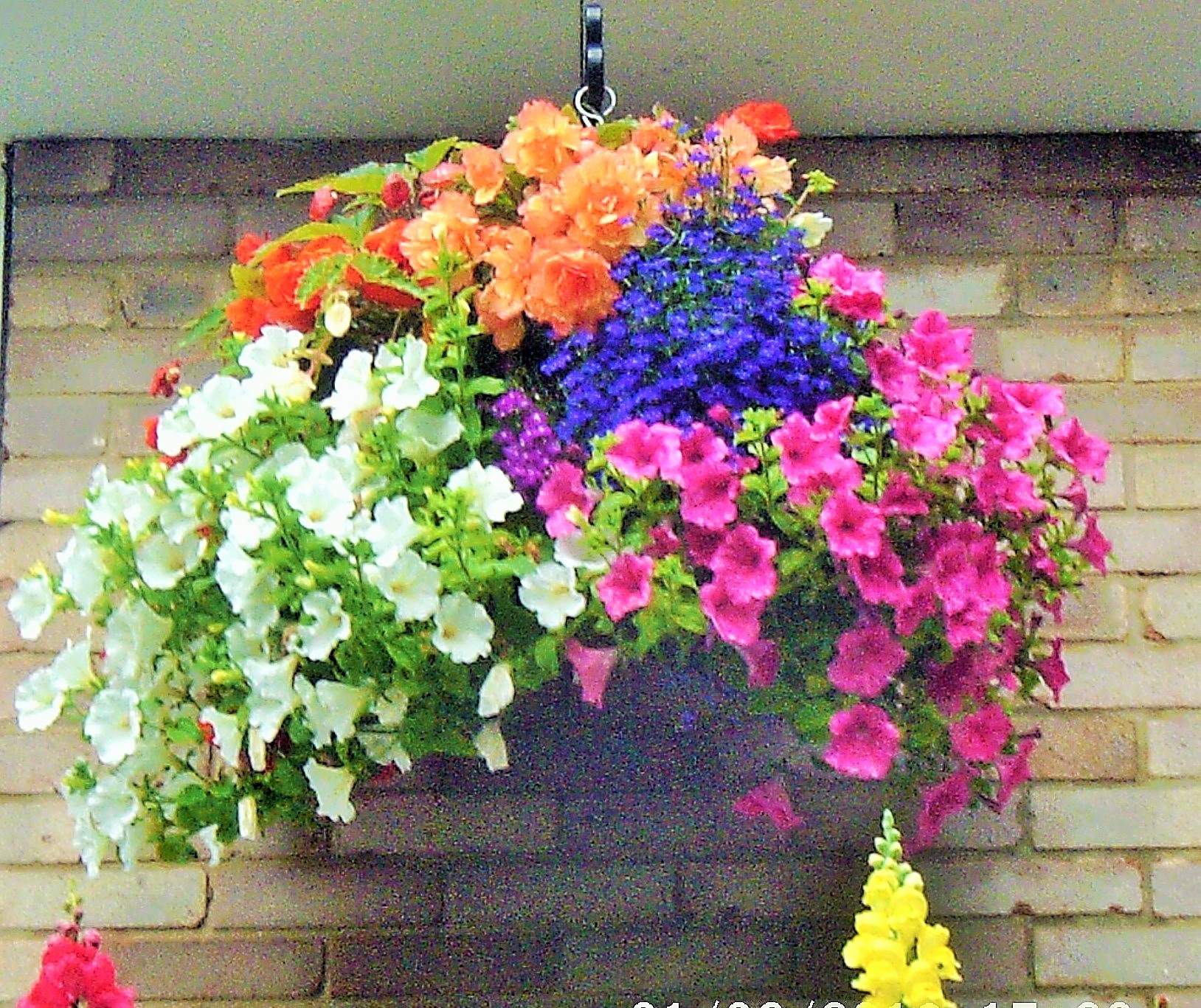 One of my hanging baskets.