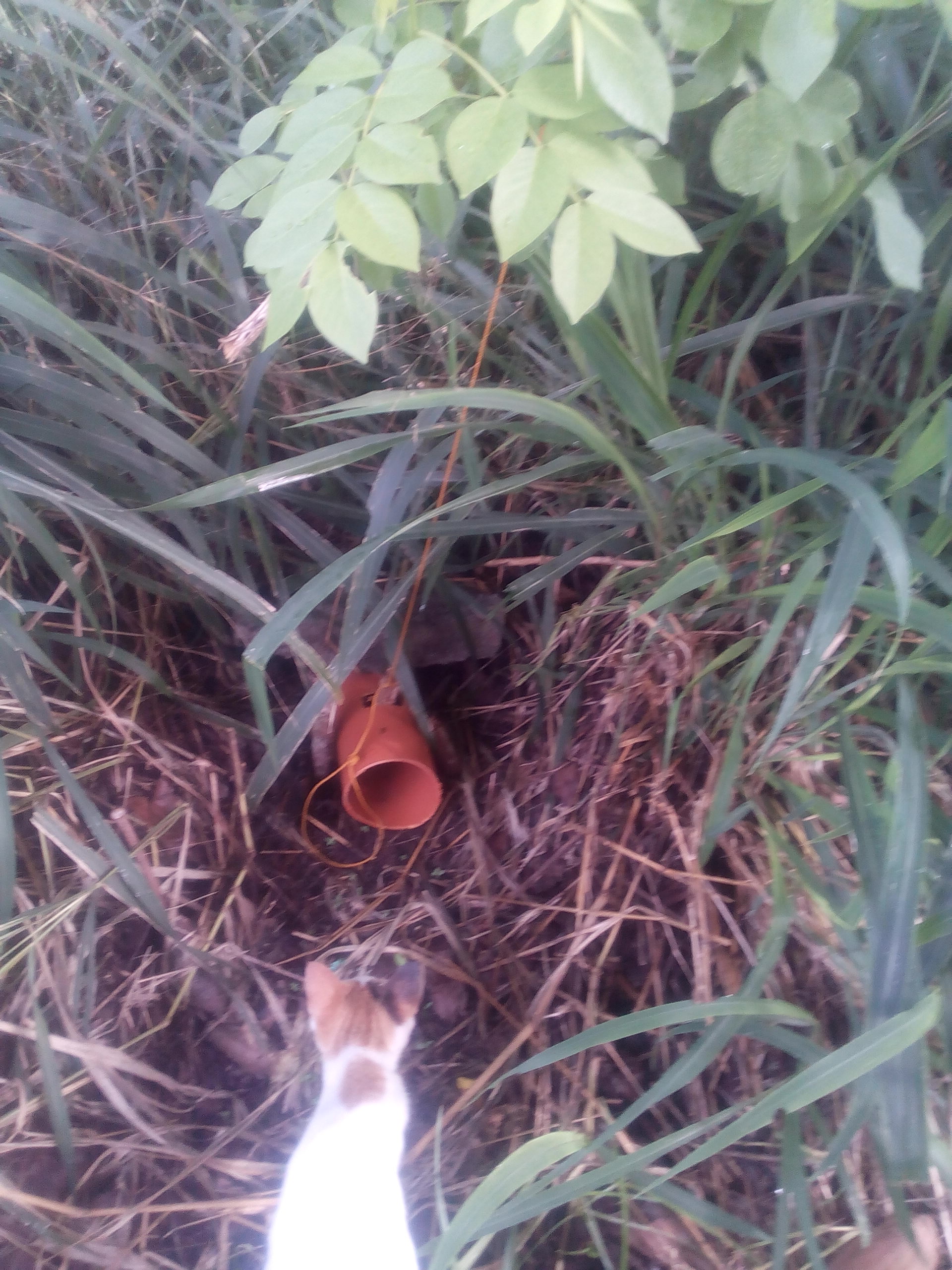 monitor lizard trap monitor lizard trap