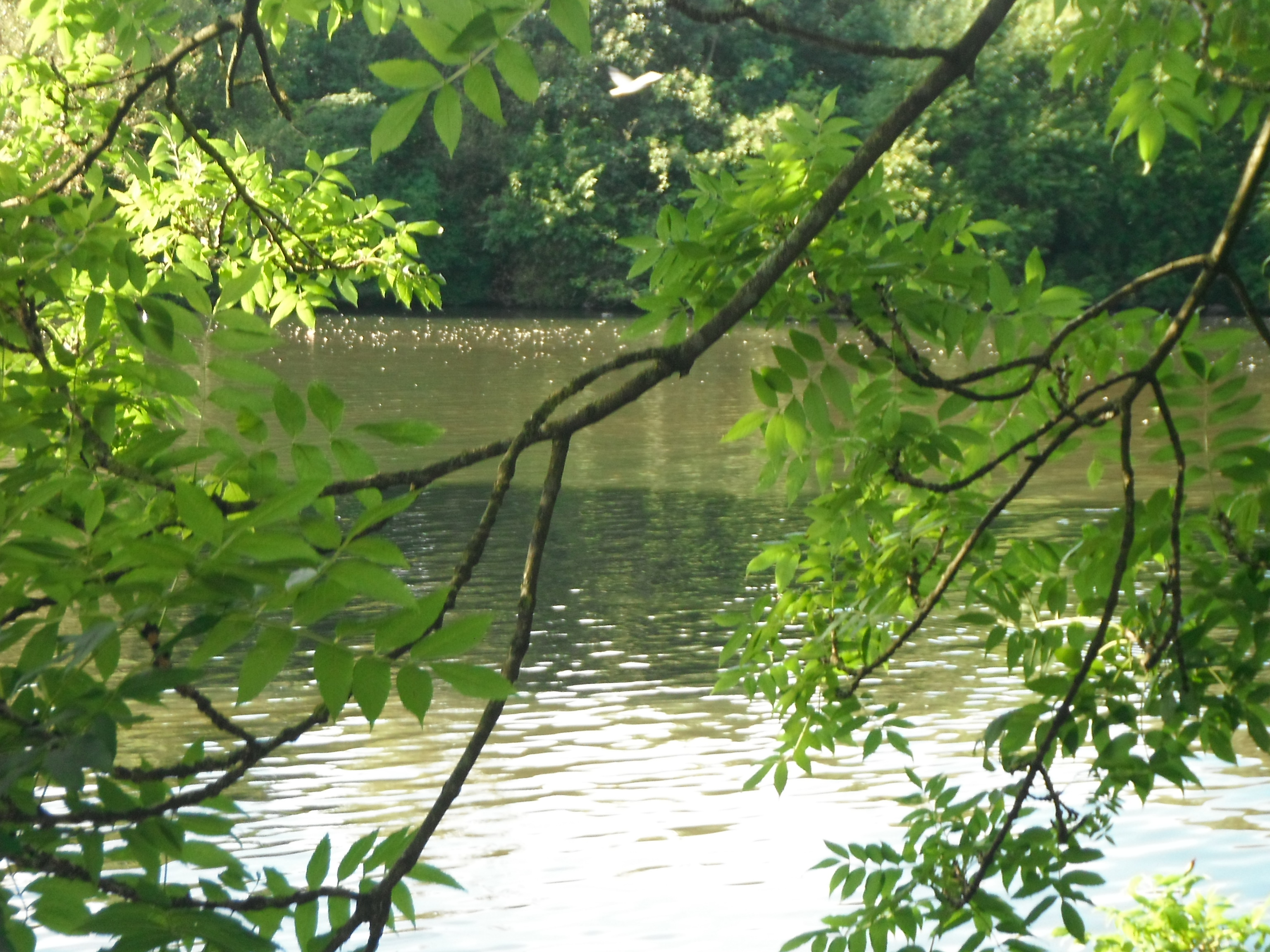 Photo taken by me – The Lancaster Canal in Preston Photo taken by me – The Lancaster Canal in Preston