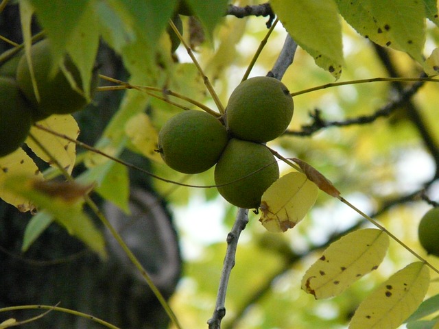 https://pixabay.com/en/fruits-black-walnut-tree-park-tree-61602/ by Hans https://pixabay.com/en/fruits-black-walnut-tree-park-tree-61602/ by Hans