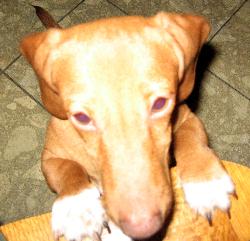 Our 8 month old miniature dachshund boy Tako - He was born March 2007 :) He is miniature dachshund boy and he can understand both Japanese and English! very smart and lovable puppy.